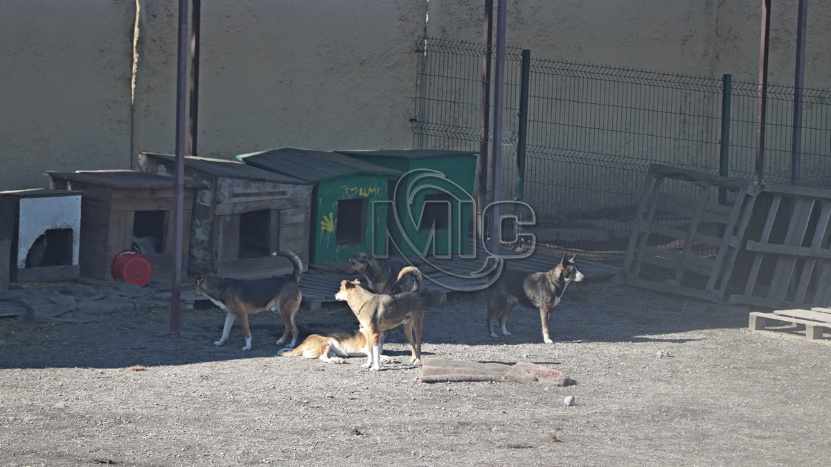 Приют для животных в Каменском - собаки на улице