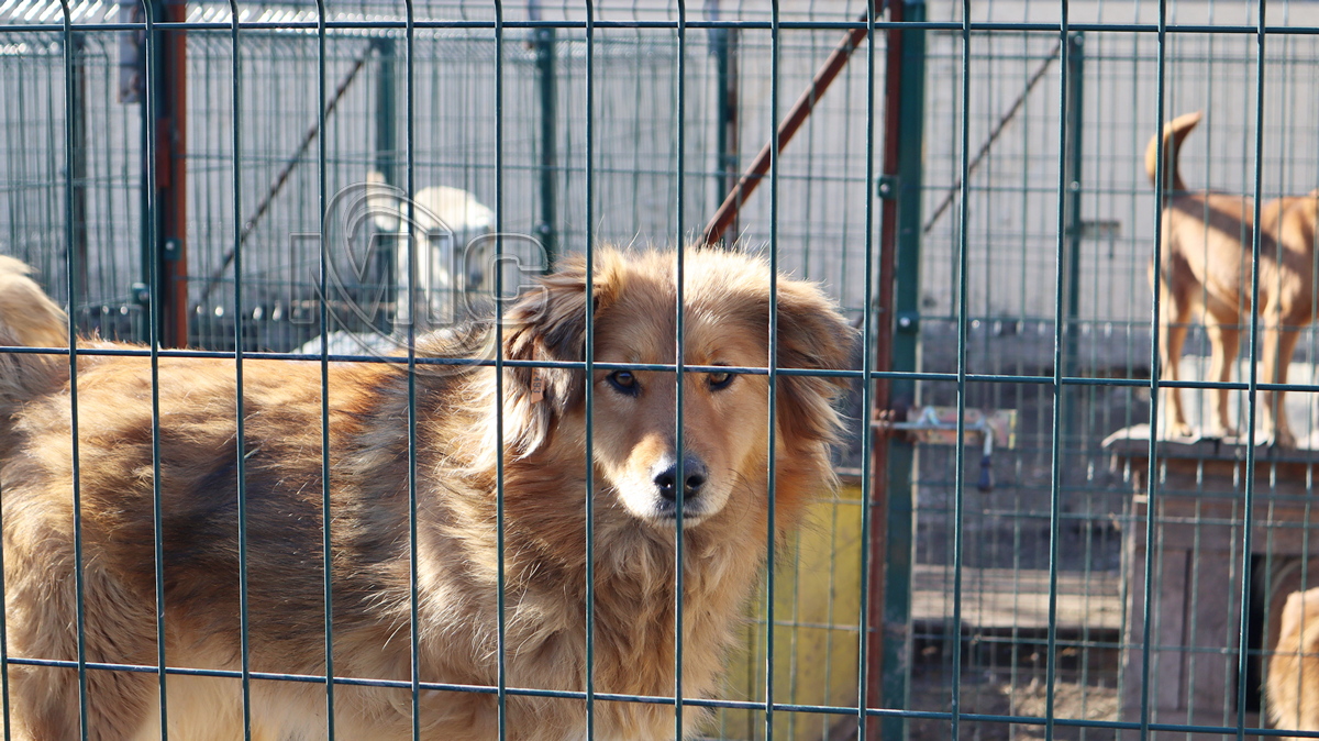 Приют для животных в Каменском - умиротворенный пес