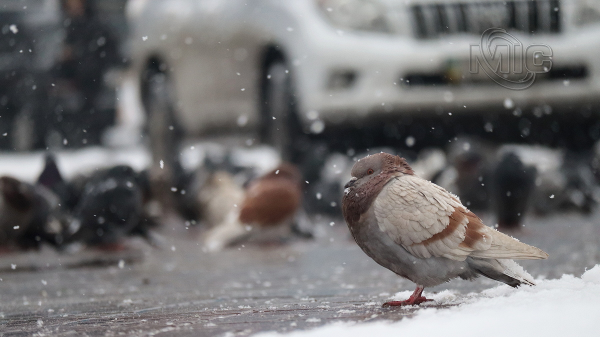 kamenskoe-snow-pigeon