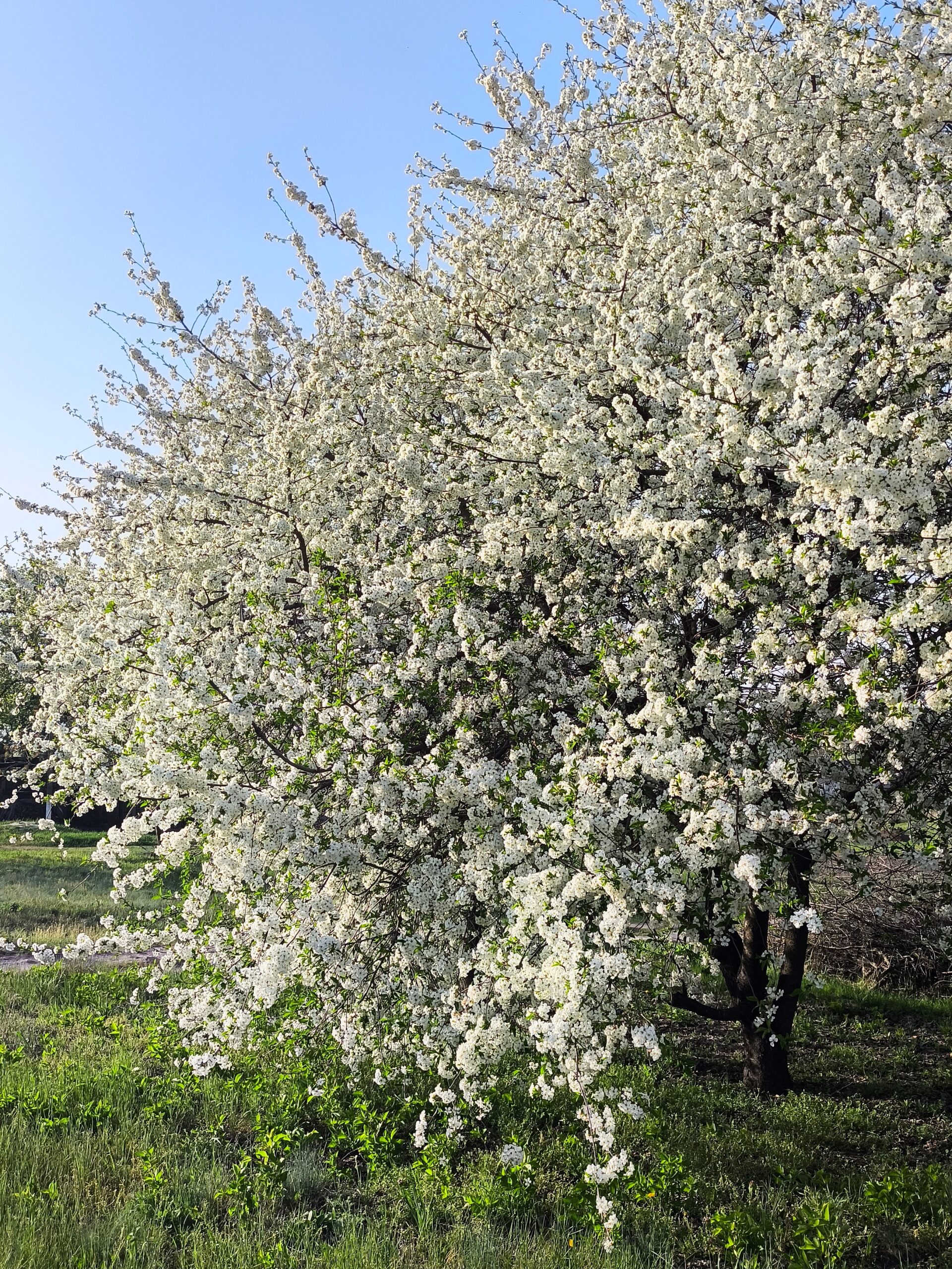 Весняний фоторепортаж: квітуча краса на околицях Кам’янського