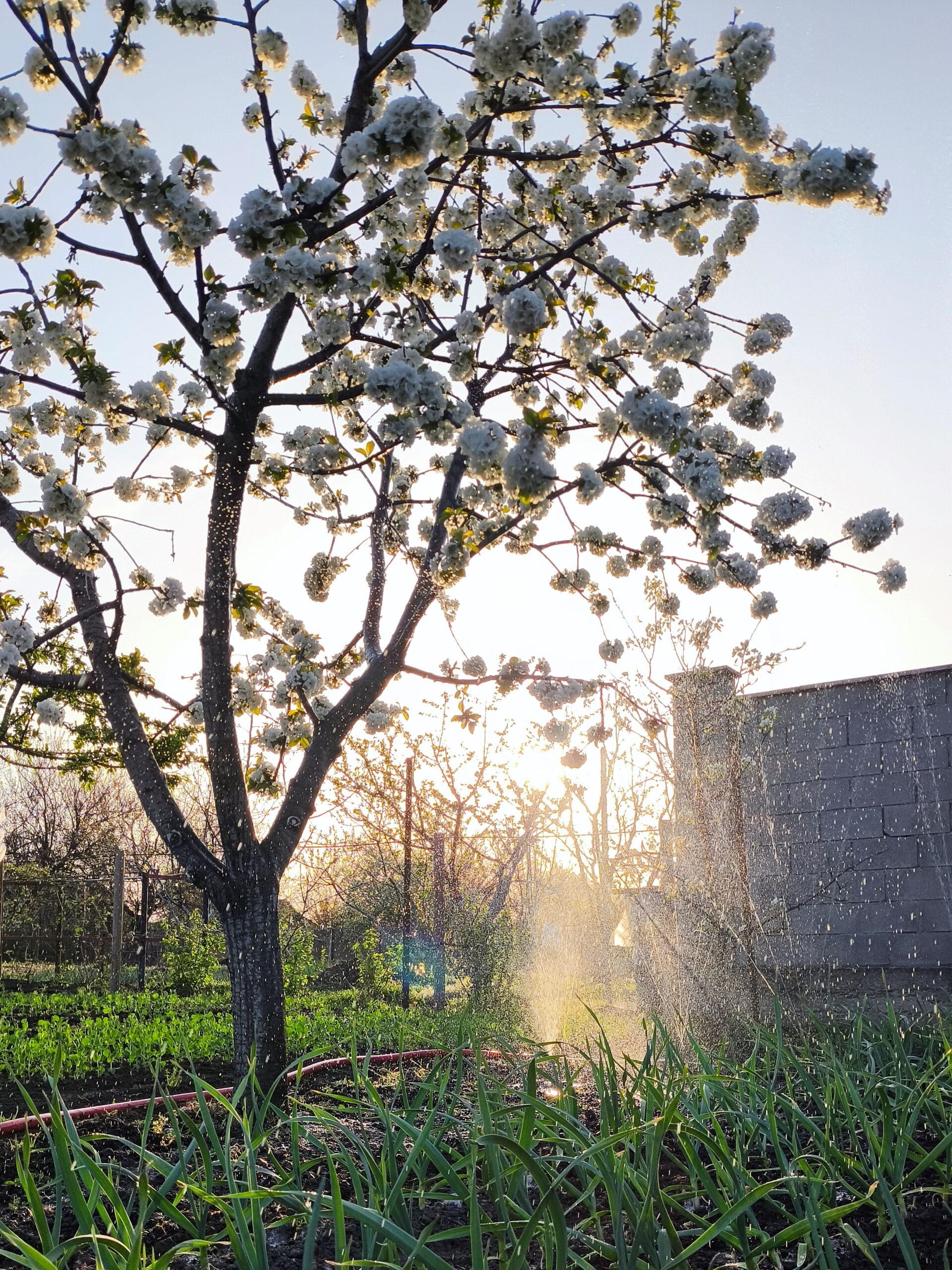 Весняний фоторепортаж: квітуча краса на околицях Кам’янського