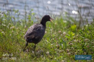 Фото: Андрій Білоусов