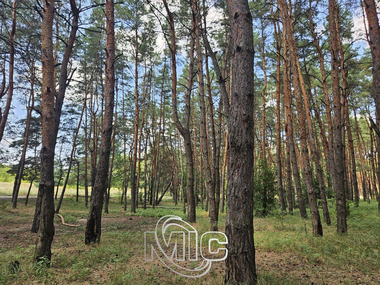 Літня прогулянка лівобережним лісом/Фото: МІС ТБ