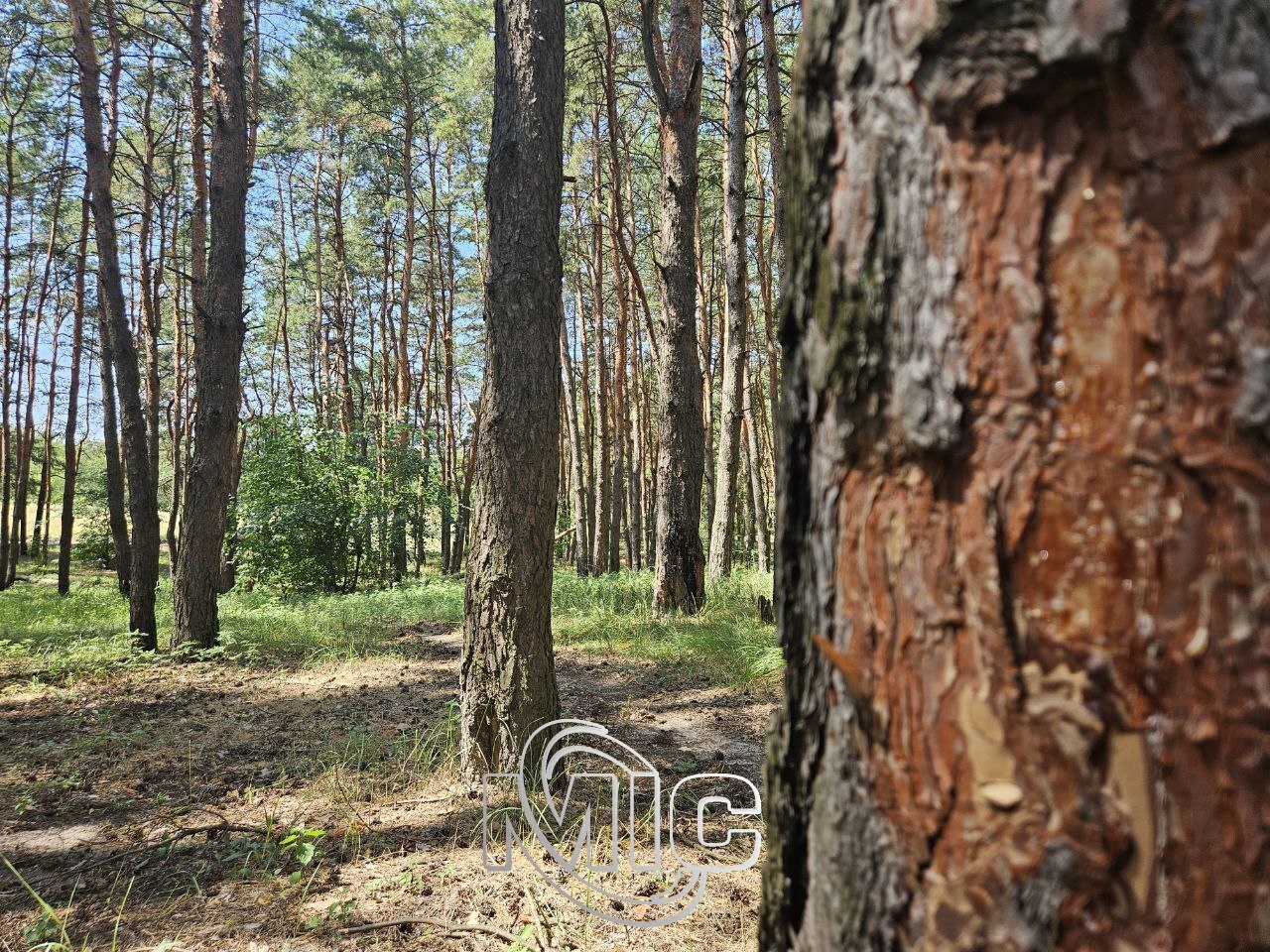 Літня прогулянка лівобережним лісом/Фото: МІС ТБ