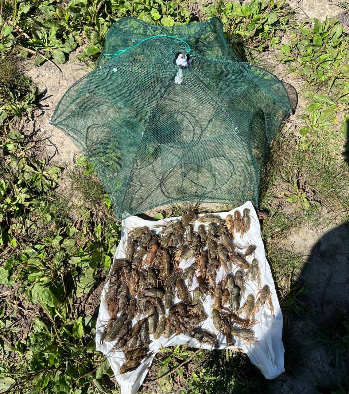 В Каменском нарушитель наловил раков на 263 тысячи гривен