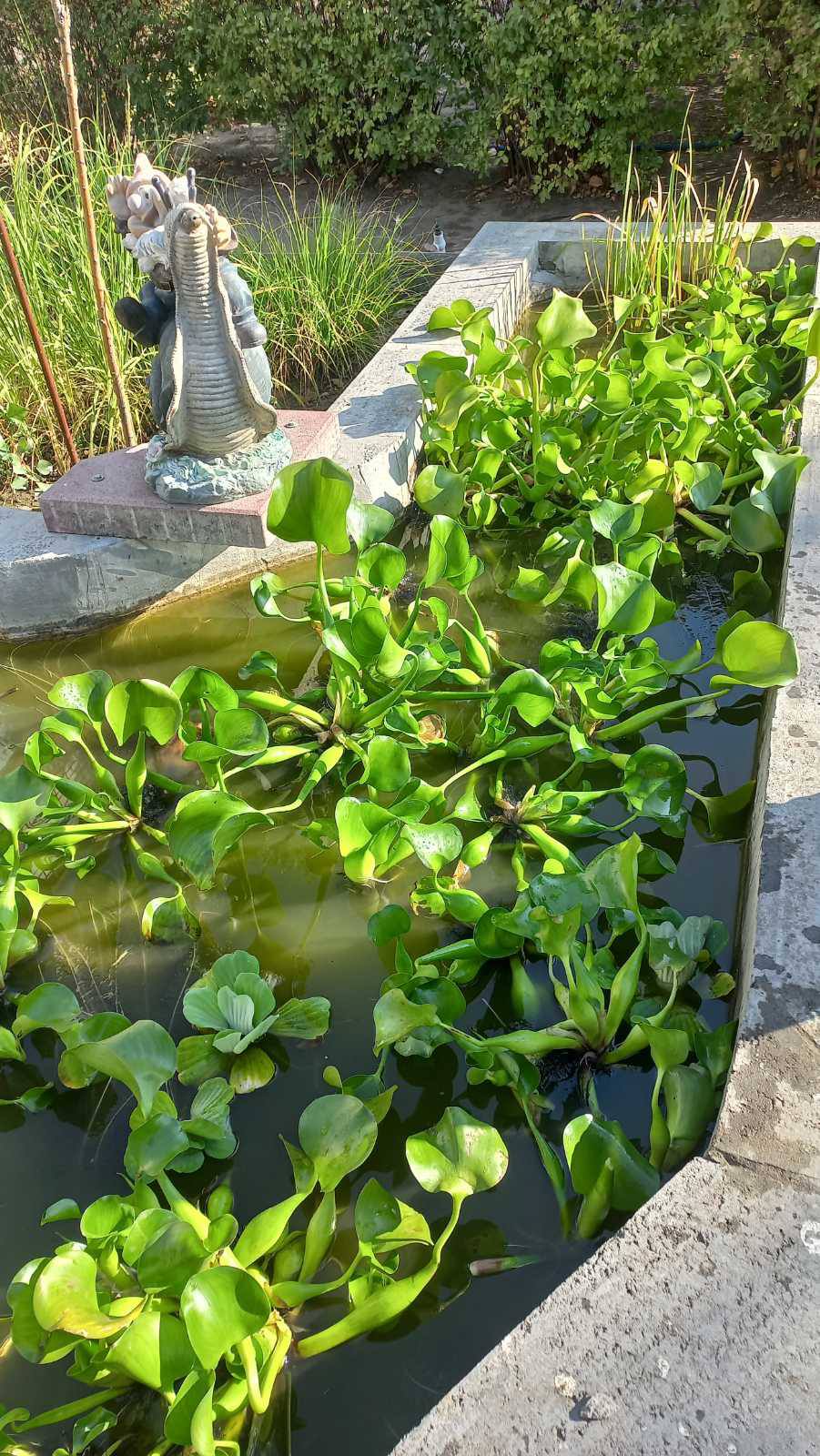 Водойма дитячого екоцентру Кам’янського поповнилася цікавою й корисною рослиною