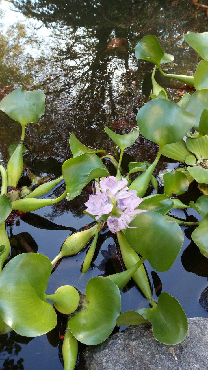 Водойма дитячого екоцентру Кам’янського поповнилася цікавою й корисною рослиною