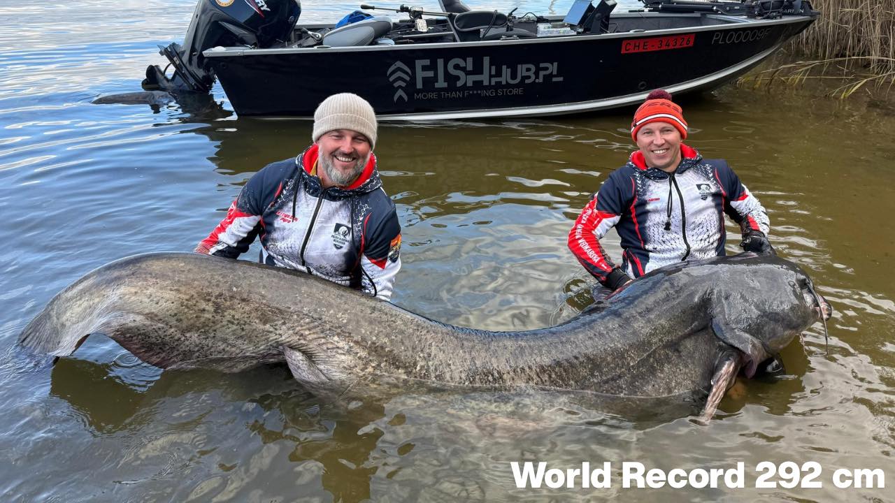 Новый мировой рекорд: польские рыбаки поймали гигантского сома