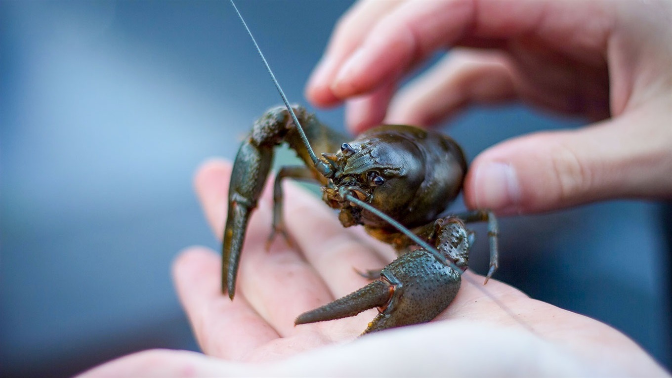 С начала октября на водоемах Украины разрешена ловля раков