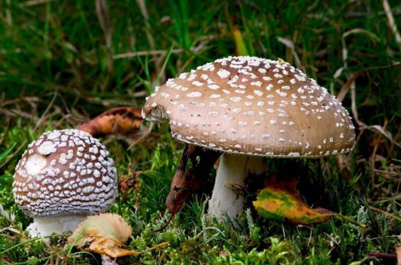 С начала осени в Днепропетровской области 10 человек пострадали от отравлений грибами