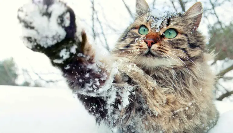 Якою буде погода у Кам’янському 19 грудня