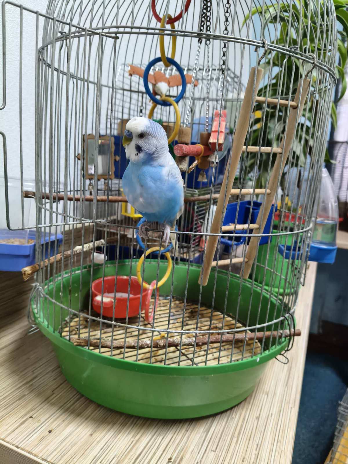 У Дитячому екологічному центрі Кам’янського оселився новий пернатий мешканець