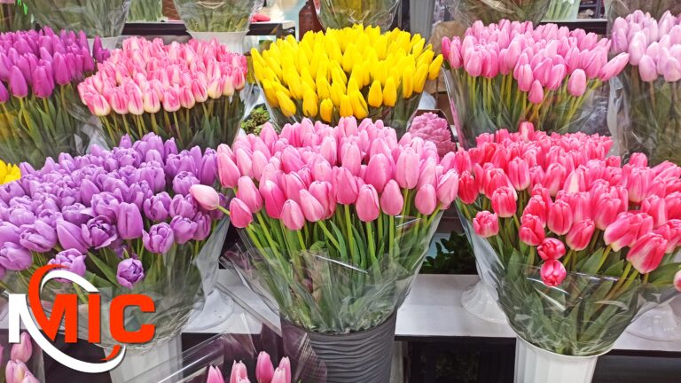 Скільки коштують тюльпани у Кам’янському напередодні головного жіночого свята