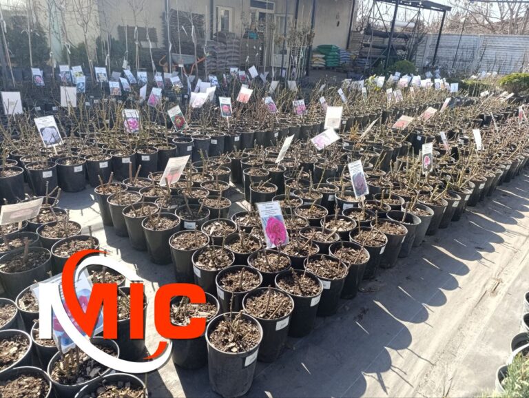 День посадки квітів у Кам’янському: що пропонують місцеві магазини