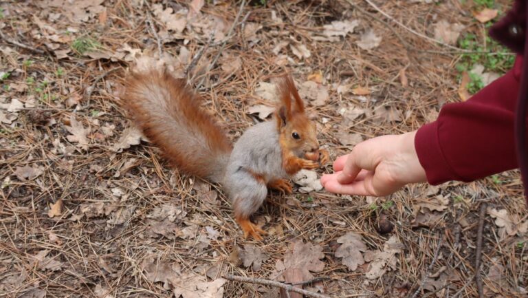Погода у Кам’янському 31 березня: суцільна хмарність