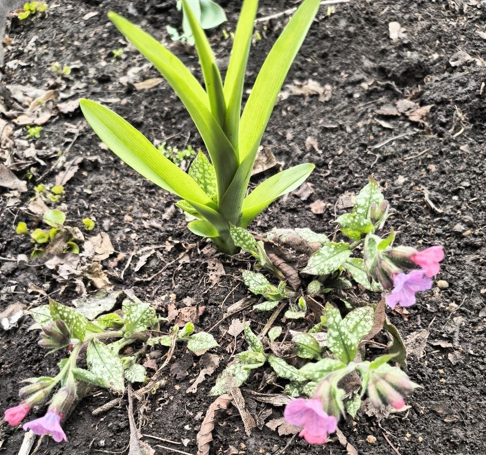 Кам’янські бібліотекарі впорядковували