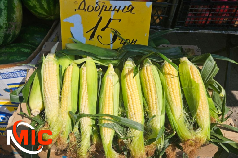 Сезон молодої кукурудзи: скільки коштує літній смак у Кам’янському та як обрати найкращий качан