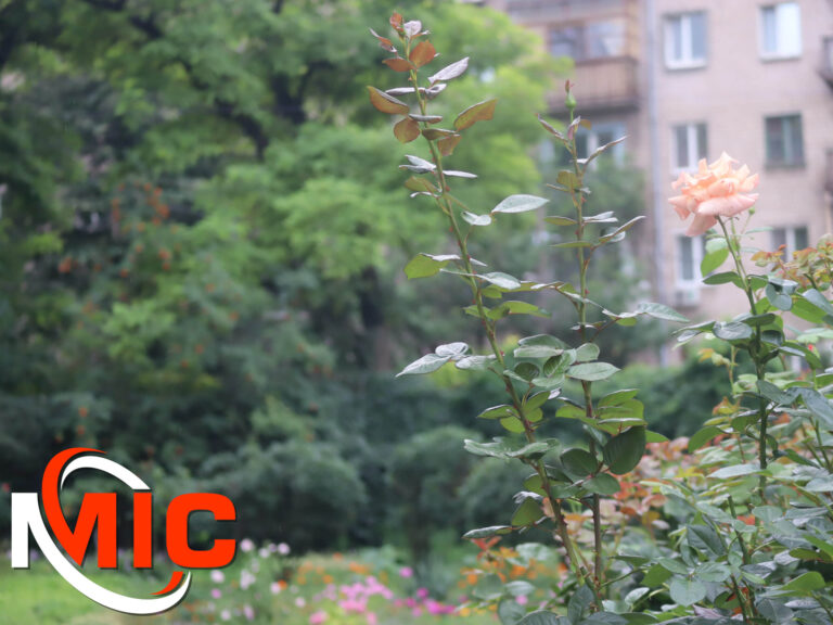 Комфортне літо без спеки: яка погода чекає на Кам’янське 30 липня